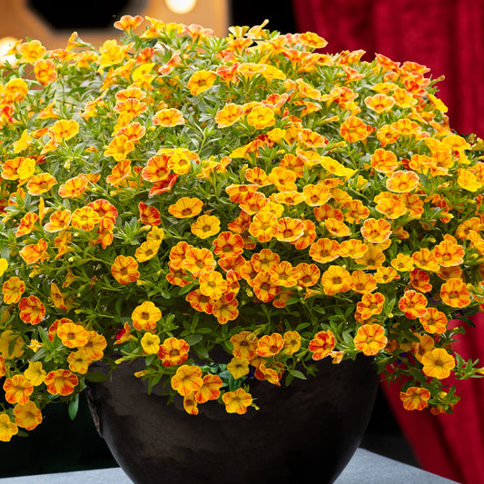 Zauberglöckchen gelb/rot (x3) - Bakker