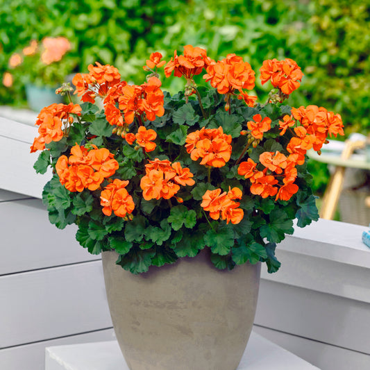 Geranien orange - Bakker