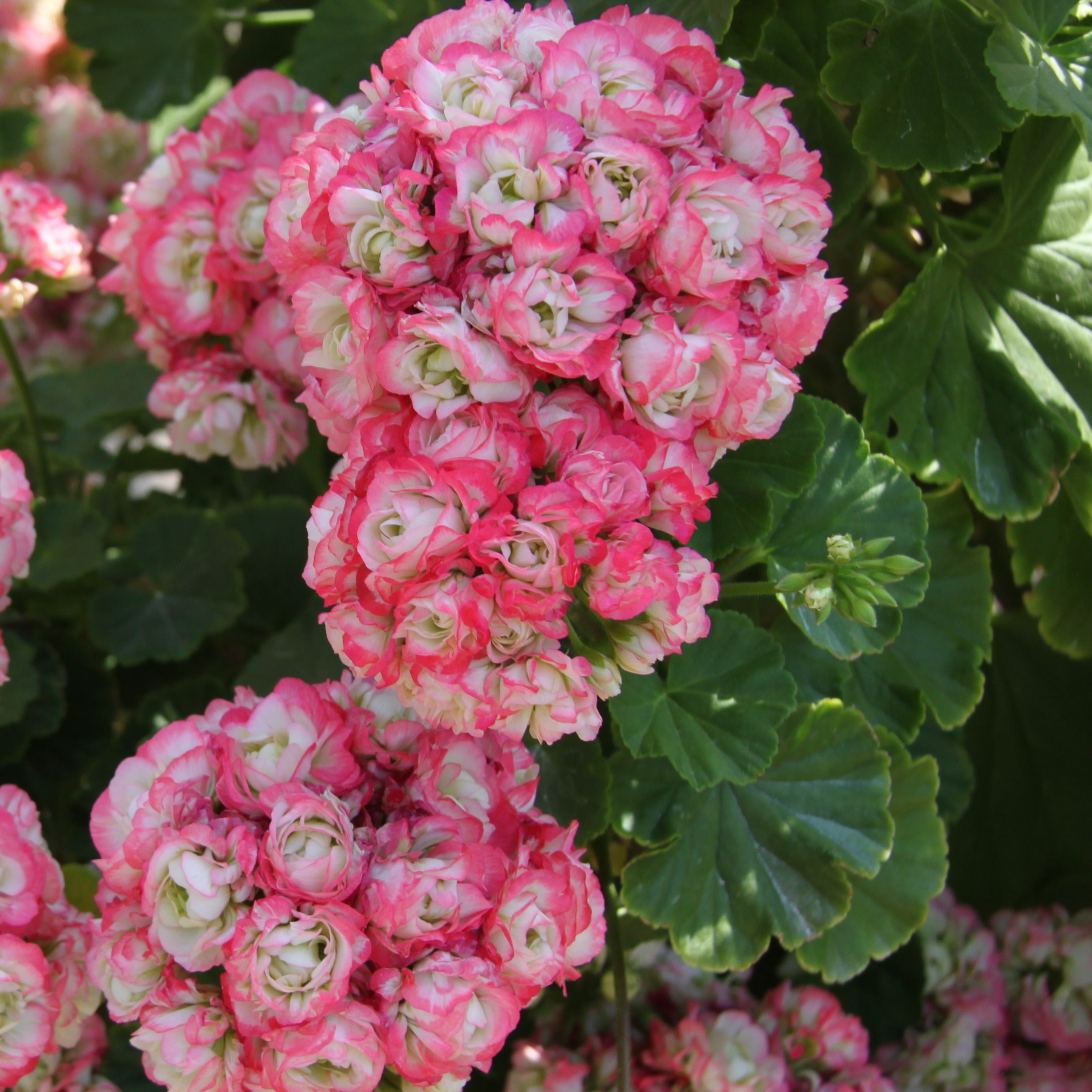 Geranie Apple Blossom