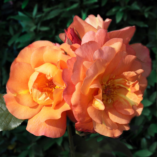 Strauchrose Westerland - Bakker