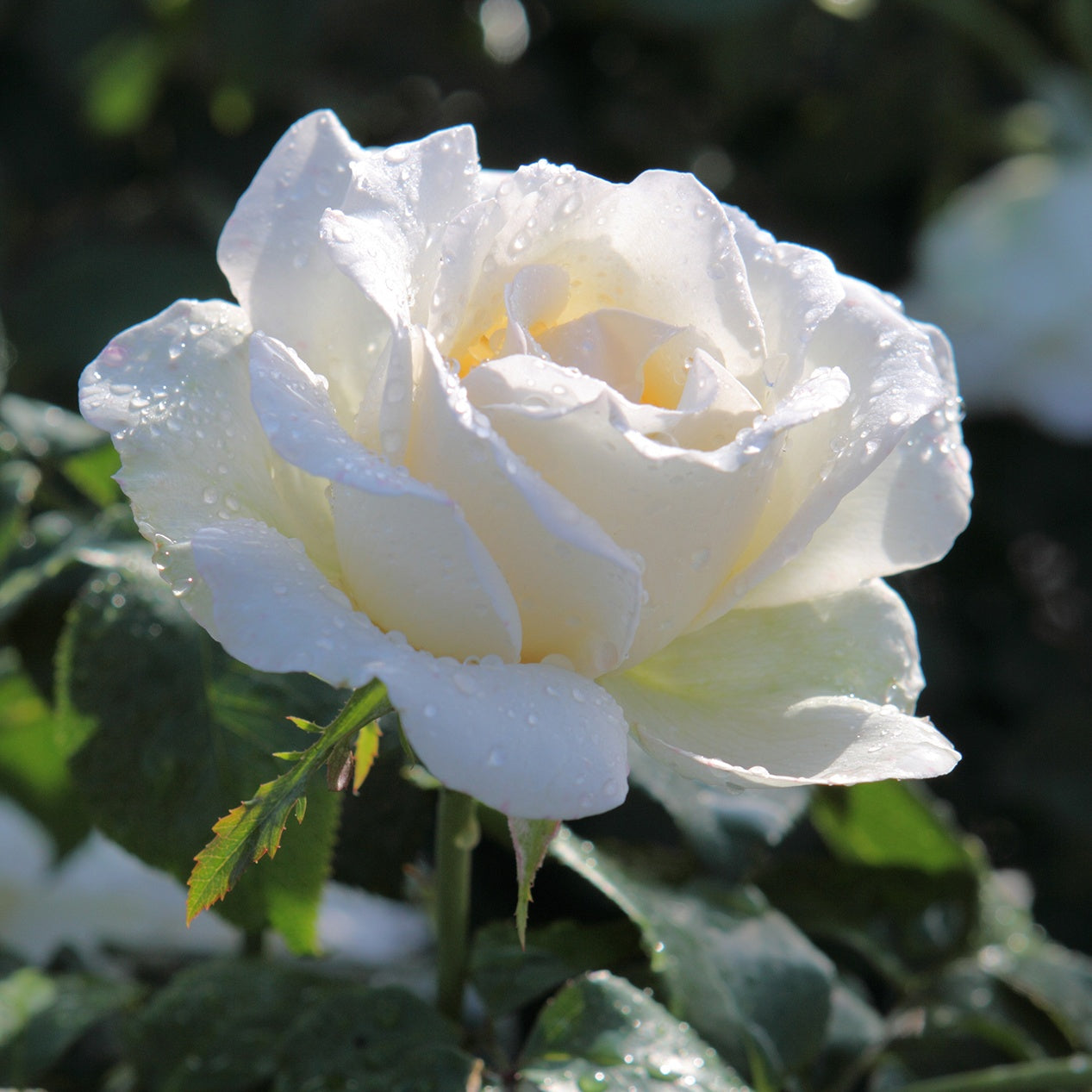 Rose White Symphony