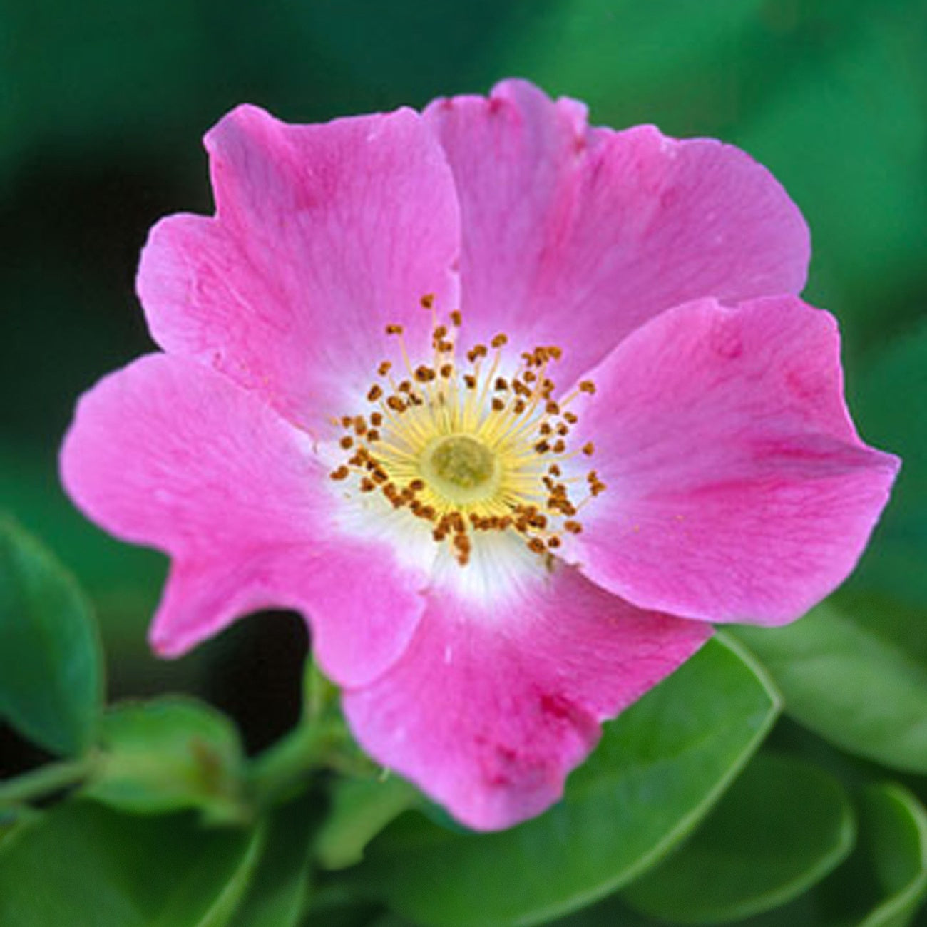 Rosen - Hundsrose - Rosa canina