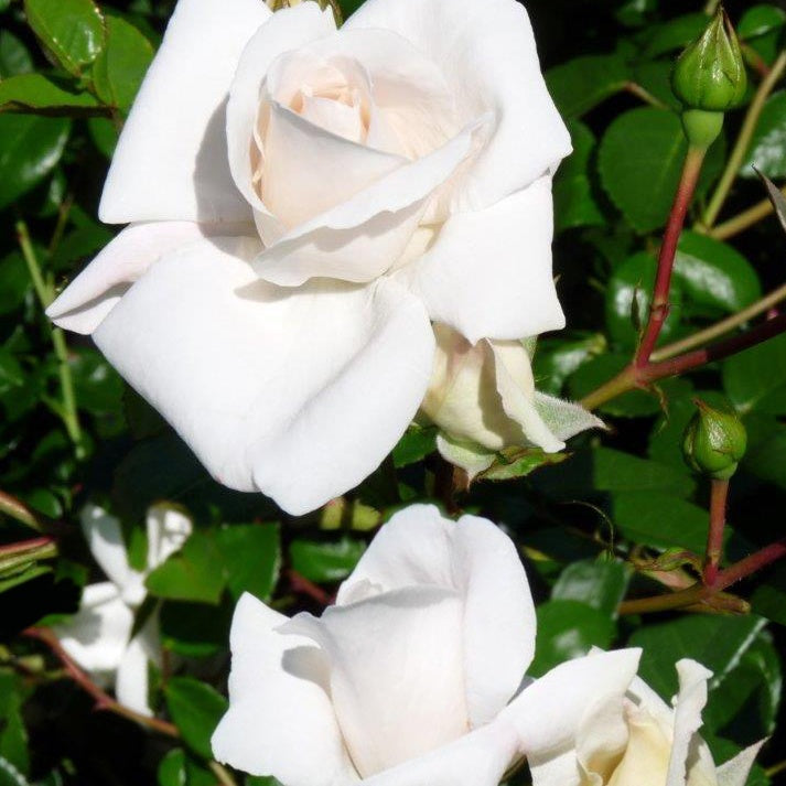 Kletterrose 'White New Dawn' - Rosa white new dawn