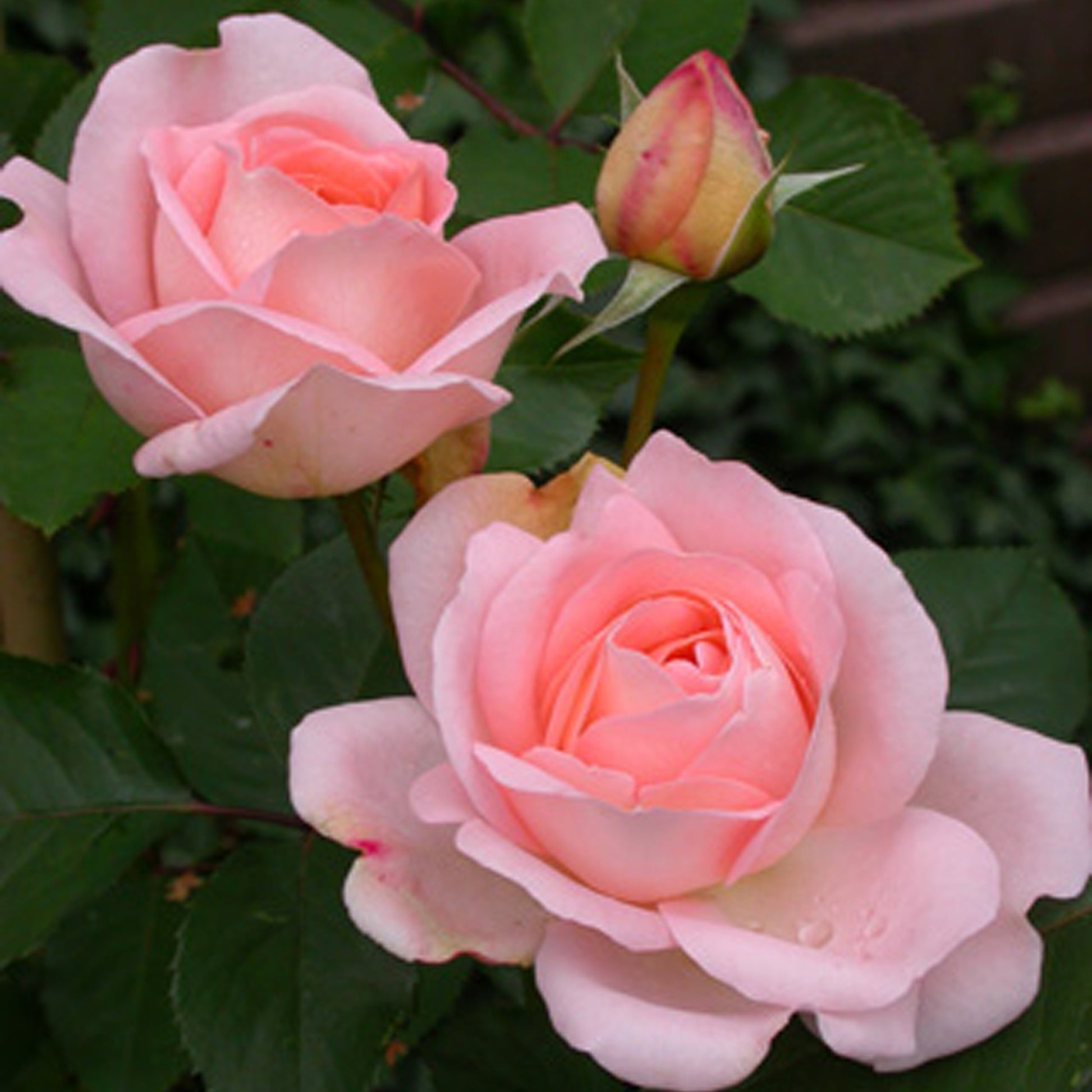 Rose Clair™Renaissance ® - Bakker