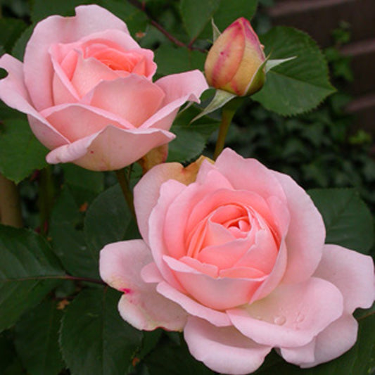 Rose Clair™Renaissance ® - Bakker