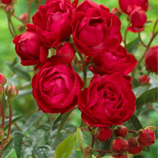 Beetrose Muttertag - Bakker