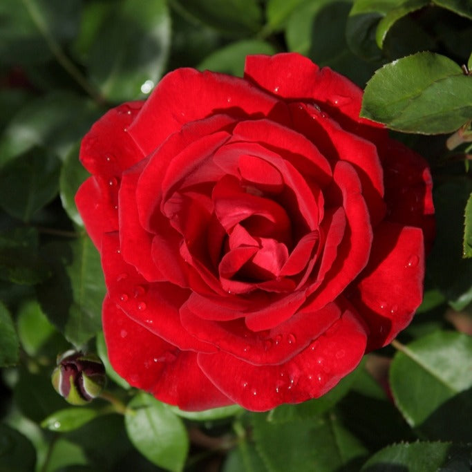 Verkauf Kletterrosen Mischung (Ronsard, Golden Gate, Santana) (x3) - Kletterrosen