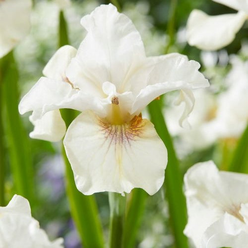 Sibirische Schwertlilie Not Quite White - Iris sibirica 'not quite white' - Teich