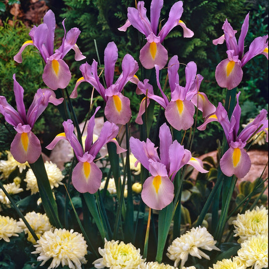Holländische Iris King Mauve (x10) - Iris hollandica 'king mauve' - Blumenzwiebeln