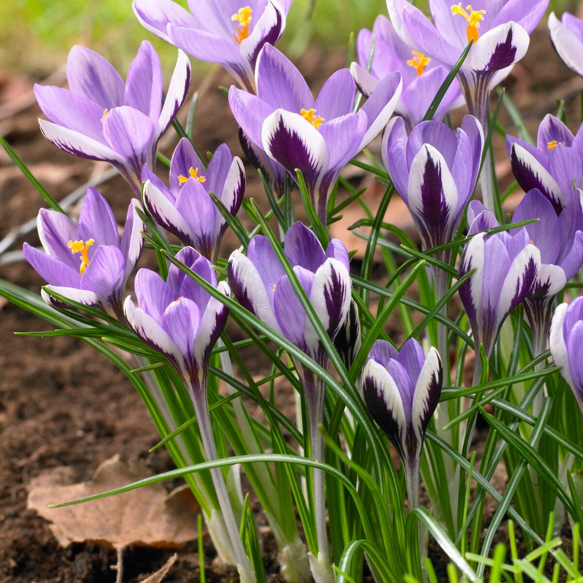 Krokusse Spring Beauty (x10) - Bakker