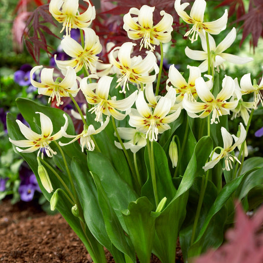 Weiße Schönheit des Purpurkönigs - Erythronium 'white beauty' - Blumenzwiebeln