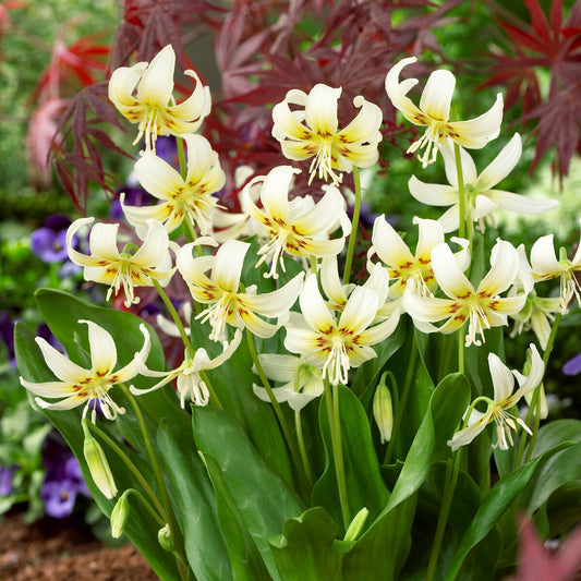 Weiße Schönheit des Purpurkönigs - Bakker