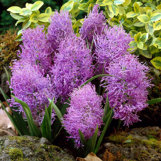 Plume-Moschusblumen (x10) - Bakker