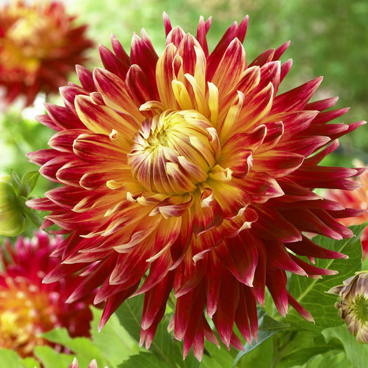 Dahlia 'Akita' - Bakker