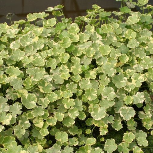 Bunter Wassernabel - Hydrocotyle sibthorpioides 'Variegata' - Bakker