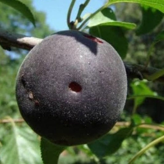 Schwarze Aprikose Biricoccolo - Prunus × dasycarpa - Obst