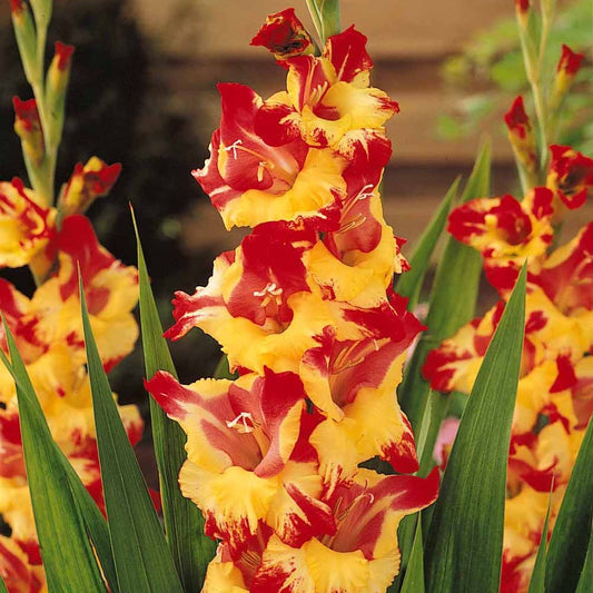 Gladiolen Extravert (x25) - Bakker