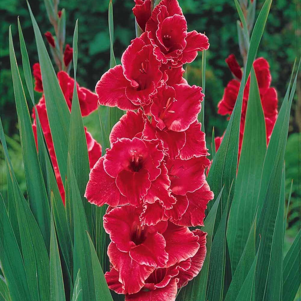 gladiolen zwiebeln aufbewahren Blumenzwiebeln Gladiolen Aftershock (x25) - Gladiolus Aftershock