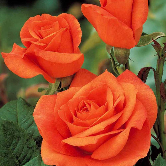 Rosenstrauch Orange Supreme - Bakker