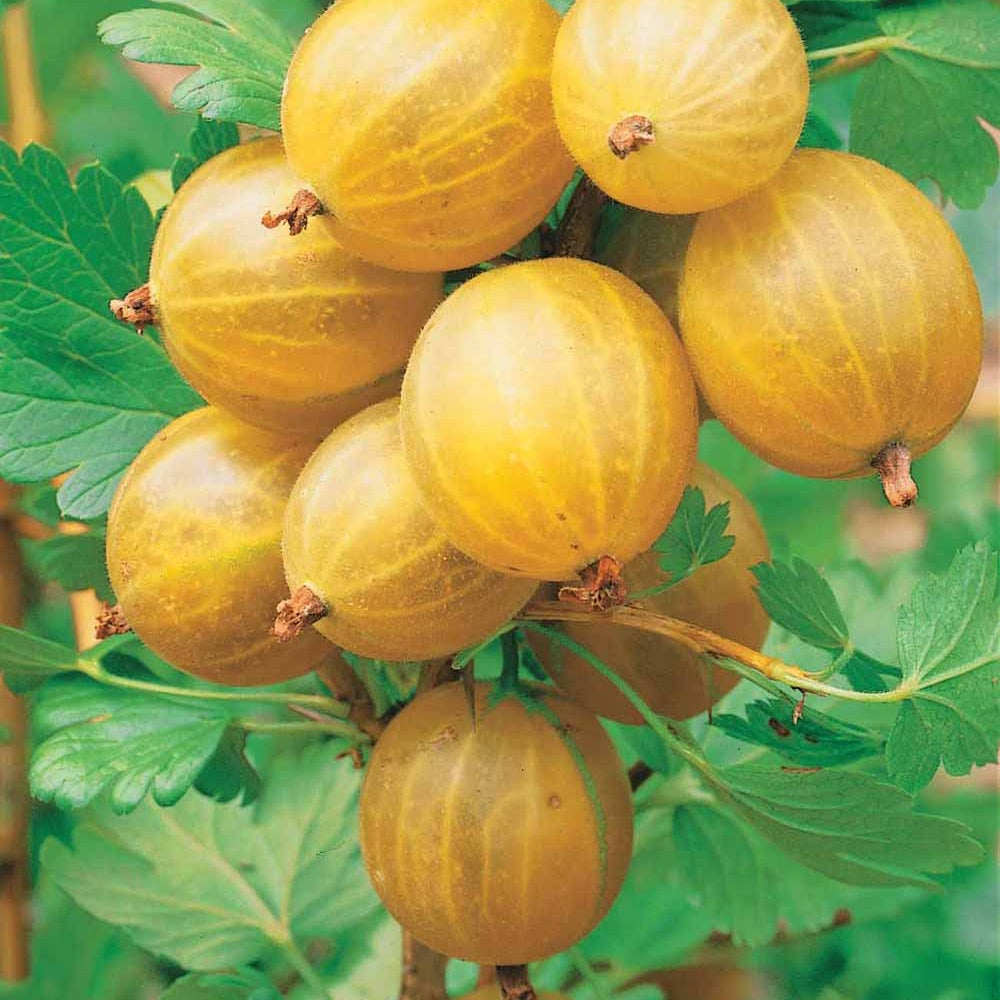 Johannisbeeren - Englische Weiße Stachelbeere (x2) - Ribes uva-crispa anglaise blanche