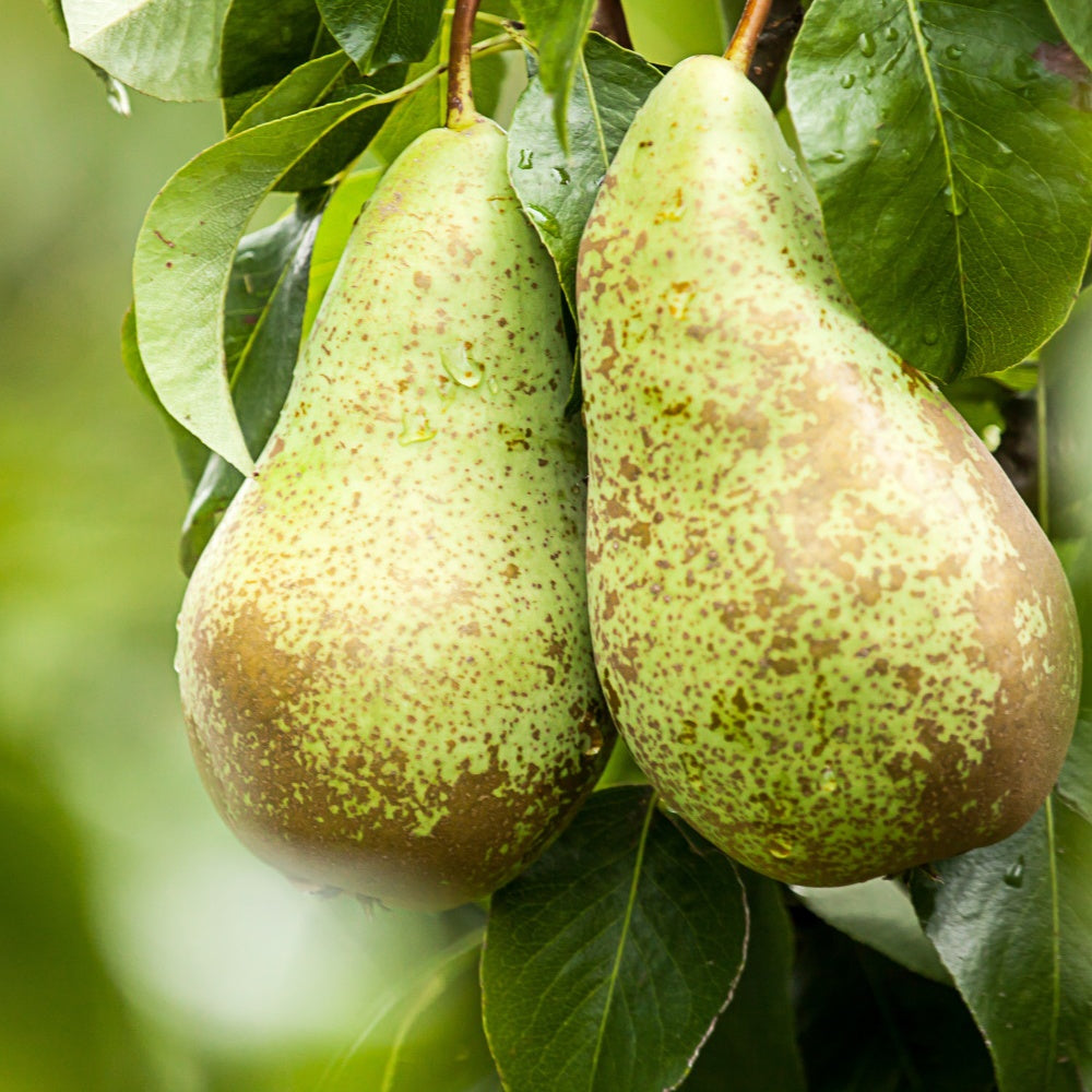 Birnbaum Conference - Bakker