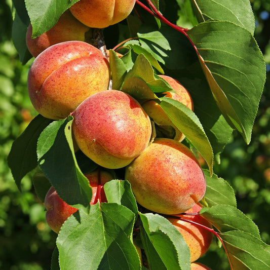 Aprikosenbaum Polonais - Prunus armeniaca polonais - Obstbäume