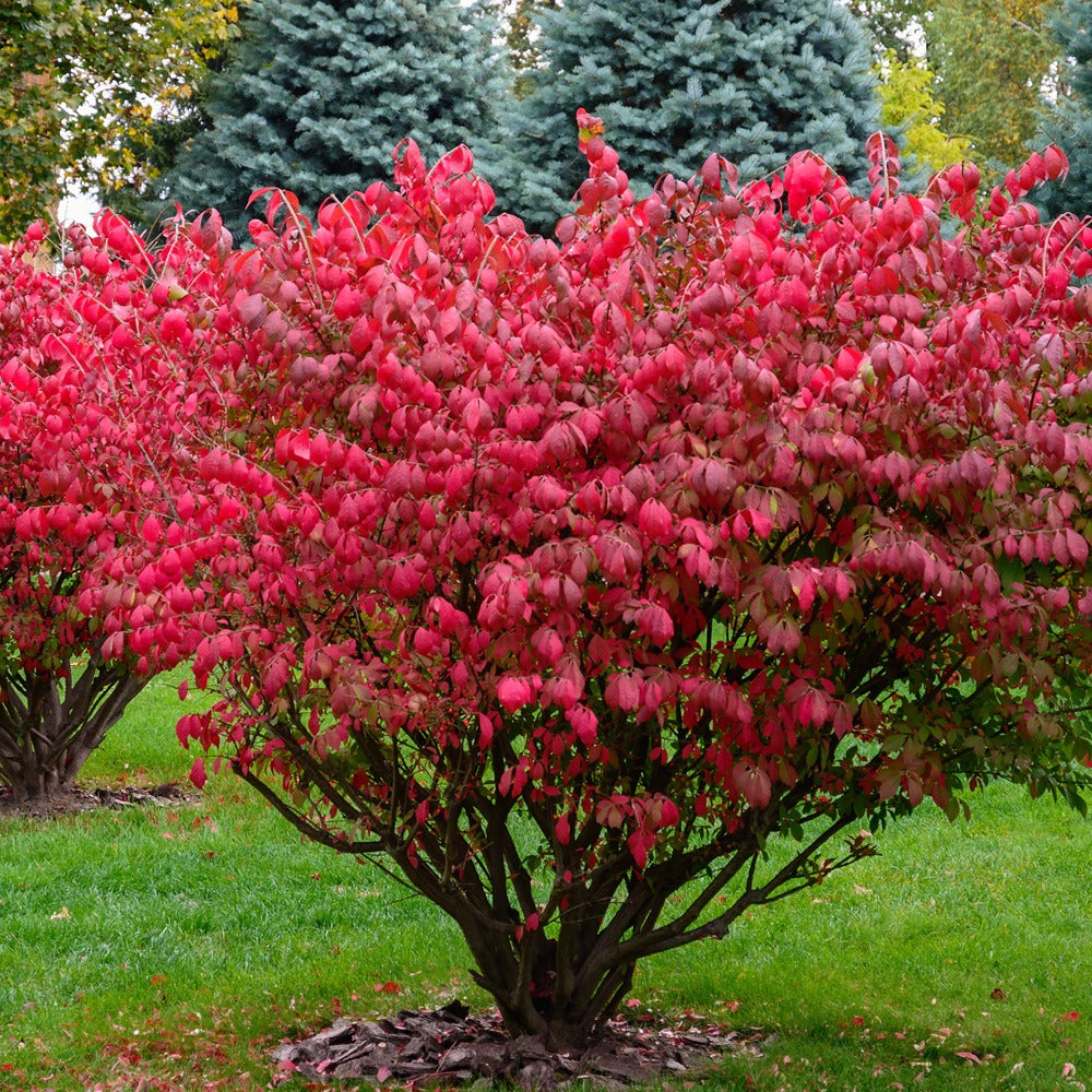 Flügelspindelstrauch - Euonymus alatus