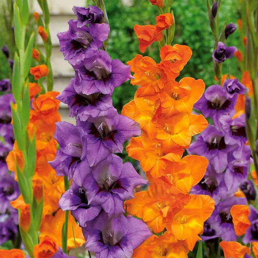 Gladiolen Mischung orange, lila (x20) - Gladiolus blue star merry - Blumenzwiebeln Sommerblüher