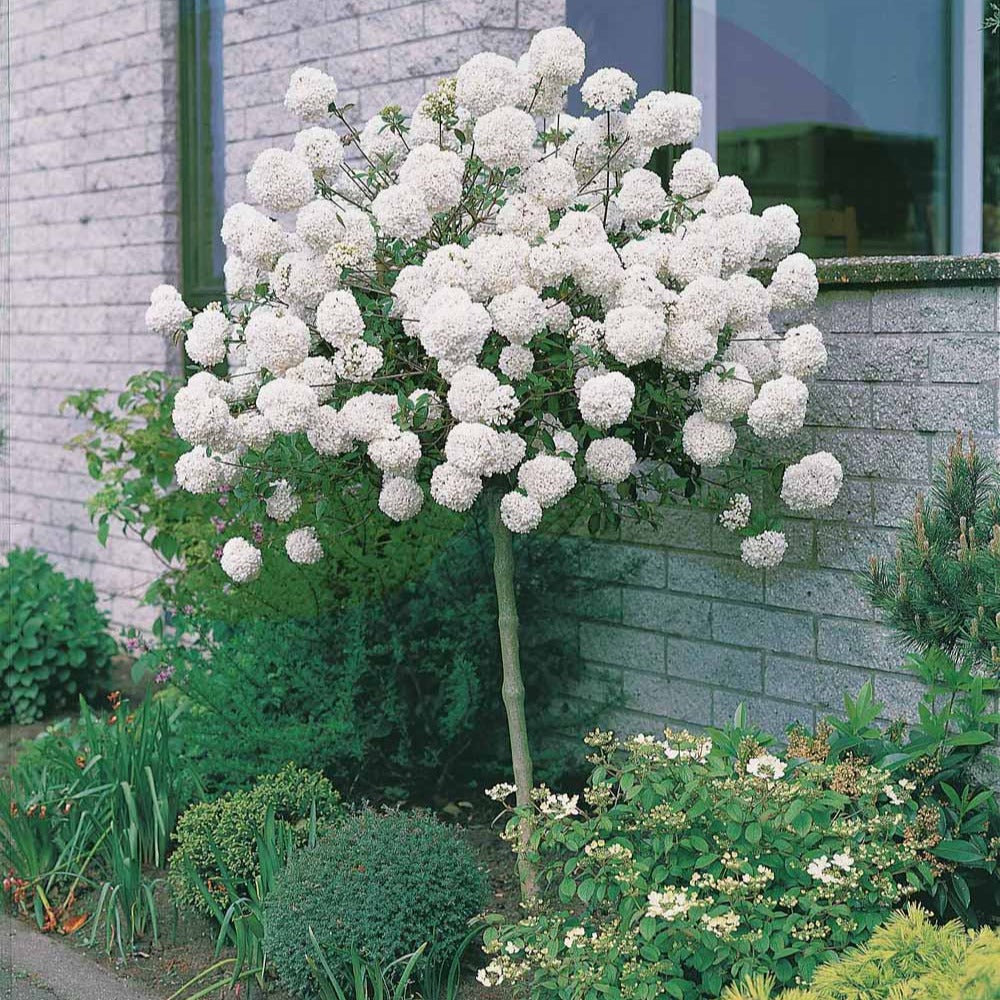 Schneeball Eskimo auf Stamm - Viburnum eskimo