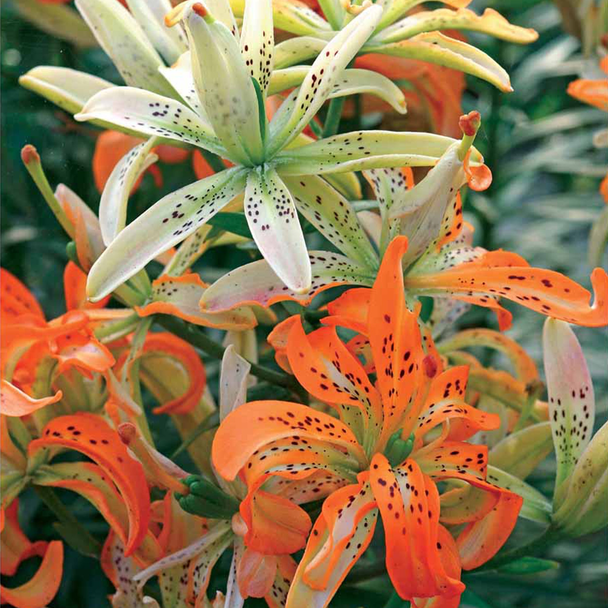 lilien topfpflanze kaufen Blumenzwiebeln Asiatische Lilie Must See (x3) - Lilium asiaticum must see