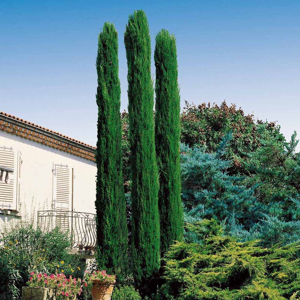 Mittelmeerzypresse Totem - Cupressus sempervirens Totem