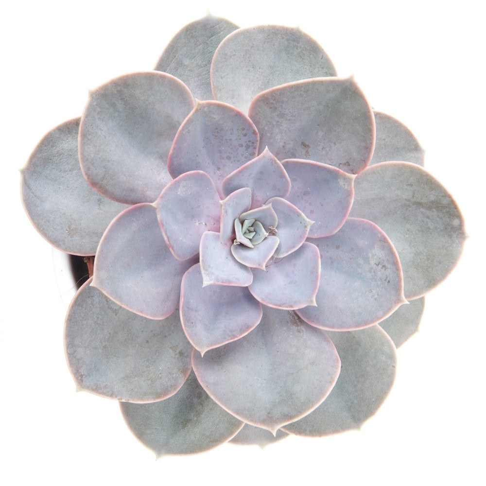 Echeverie 'Perle von Nürnberg' - Echeveria Pearl Von Nuernberg