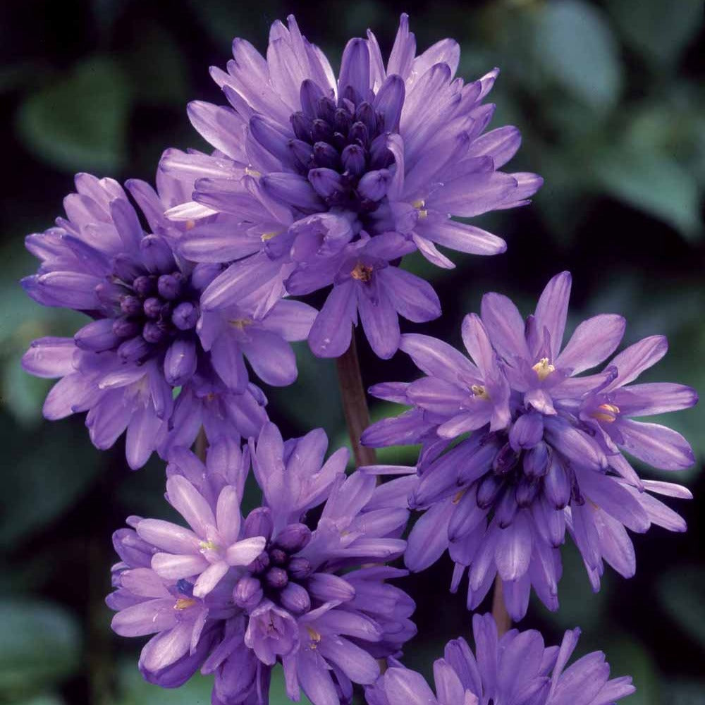 Frühlingsstern - Bakker