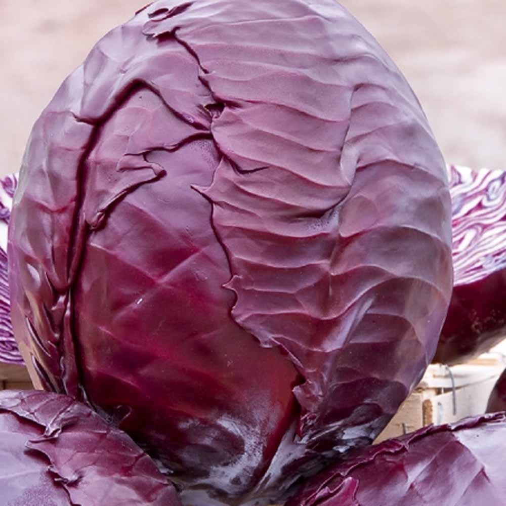 Saatgut Rotkohl Langedijker Bewaar 2 - Brassica oleracea langedijker bewaar  2