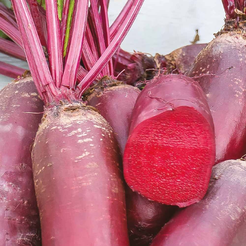 rote rüben saatgut Saatgut Rote Bete Cylindra Bio - Beta vulgaris cylindra