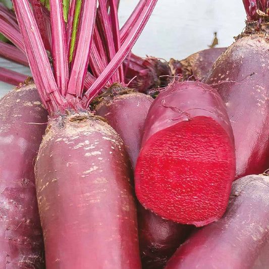 Rote Bete Cylindra Bio - Bakker
