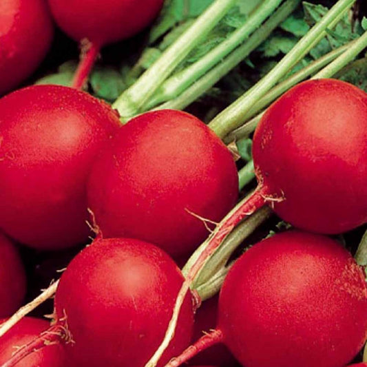 Später angebauter runder Rettich Celesta F - Bakker