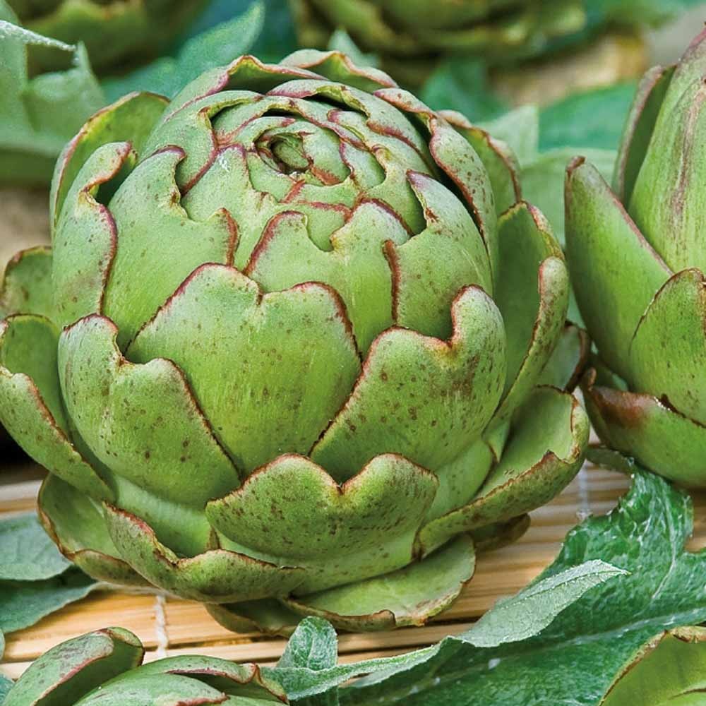 Saatgut Artischocke 'Vert de Provence' - Cynara cardunculus vert de  provence