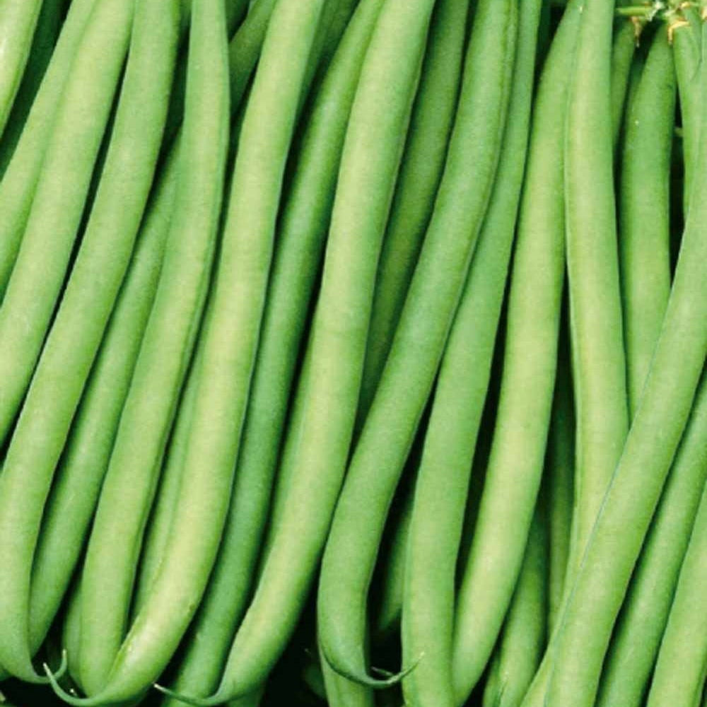 Saatgut Buschbohne Kylian - Phaseolus vulgaris kylian