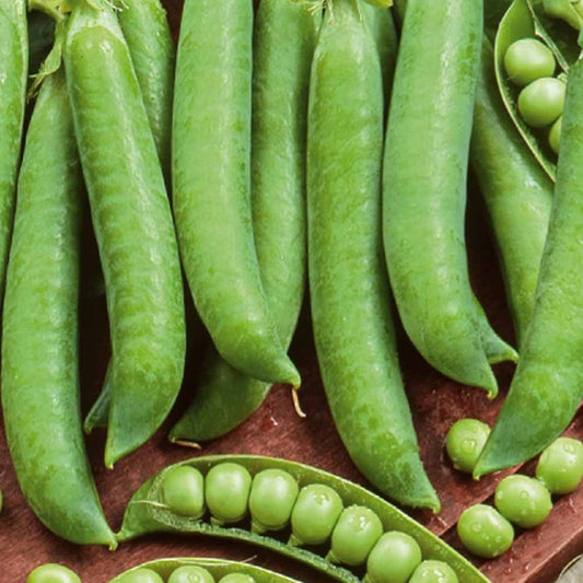 Grüne Erbsen Mechelse Krombek Serpette - Bakker