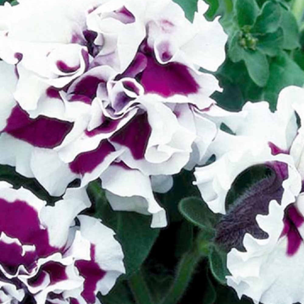 Petunie Purple Pirouette F1