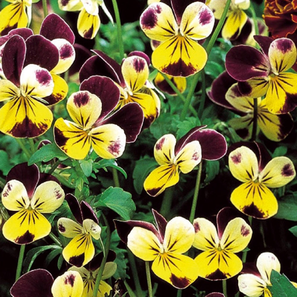 Saatgut Hornveilchen Helen Mount - Viola cornuta helen mount