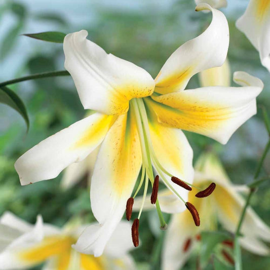 Lilie Miss Peculiar (x3) - Lilium Miss Peculiar - Blumenzwiebeln