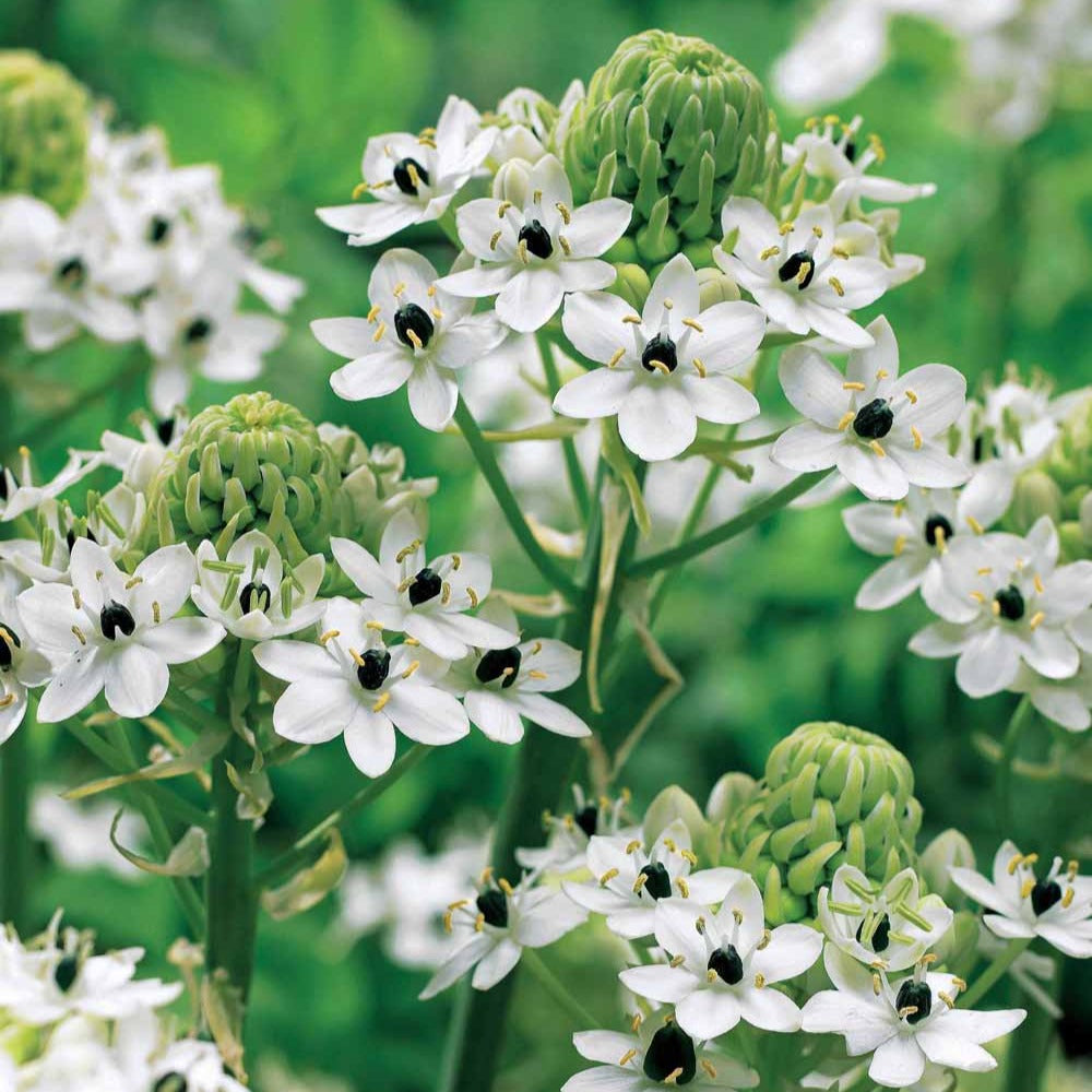 milchstern pflege zimmerpflanze Blumenzwiebeln Großer Milchstern (x3) - Ornithogalum saundersiae
