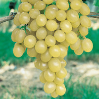 Italienische Weinrebe - Vitis vinifera italia - Obstsorte