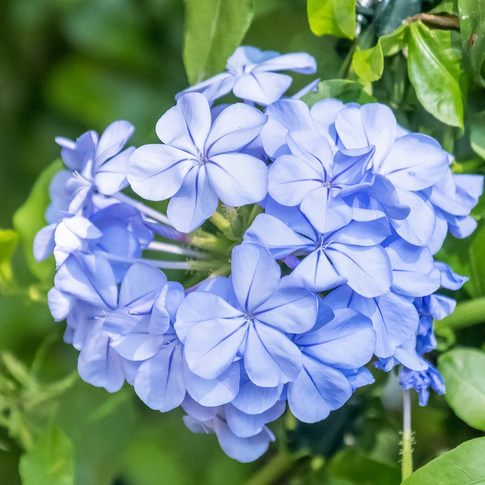 Bleiwurz - Plumbago auriculata - Bakker