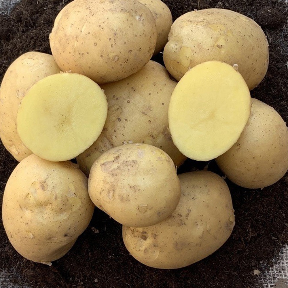 Etincelle-Kartoffeln (x25) - Solanum tuberosum etincelle - Gemüse