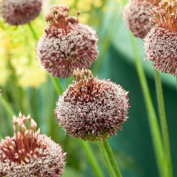 Allium Forelock (x2) - Bakker