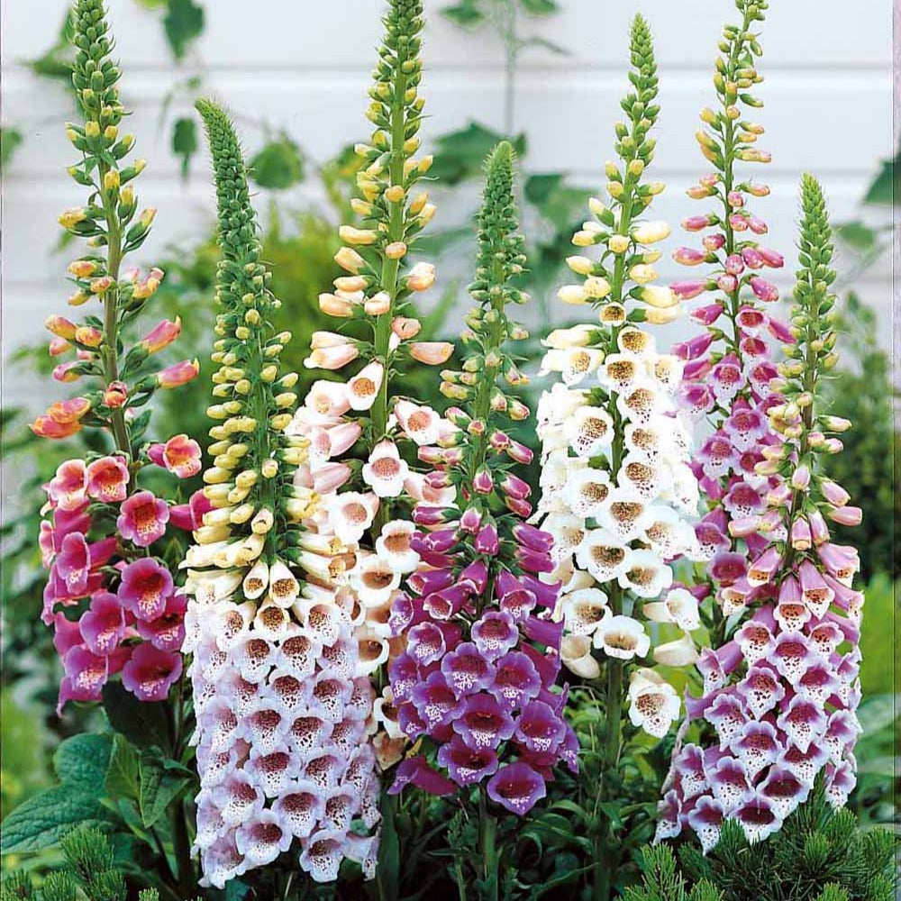 fingerhut düngen Fingerhut Mischung (x3) - Digitalis purpurea