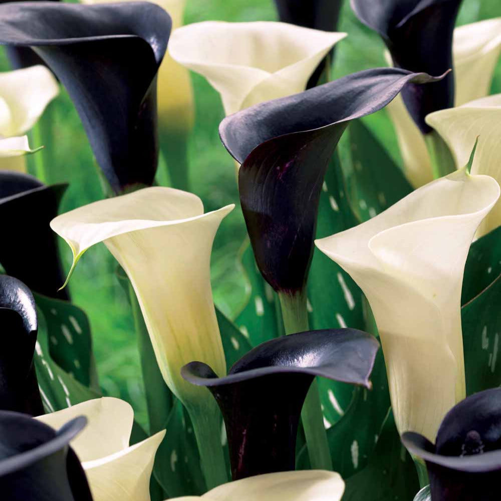 Blumenzwiebeln Calla Mischung (2 weiße Snowstar + 2 schwarze Cantor) (x4) -  Zantedeschia snowstar cantor